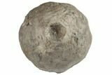 Fossil Crinoid (Eucalyptocrinus) Calyx - Indiana #189499-1